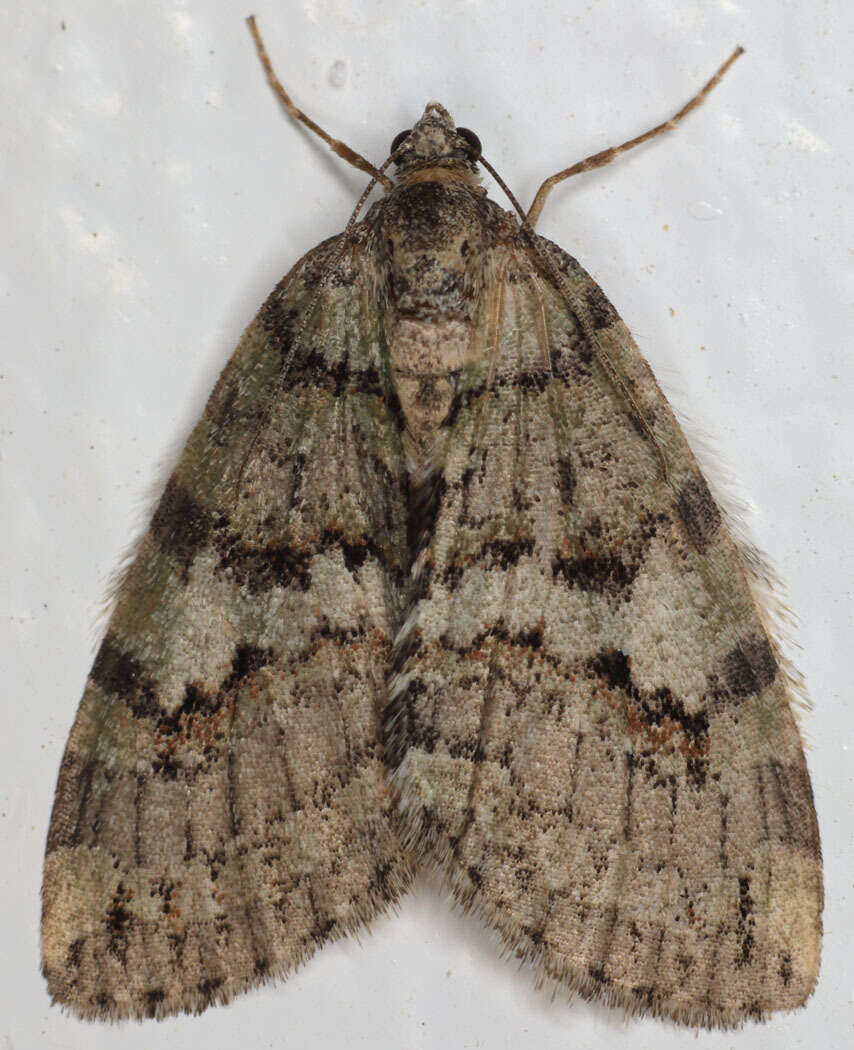 Image of Oak Winter Highflier