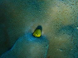 Image of Canary fangblenny