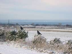 Imagem de Corvus frugilegus Linnaeus 1758