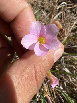 Image de Oxalis falcatula Salter