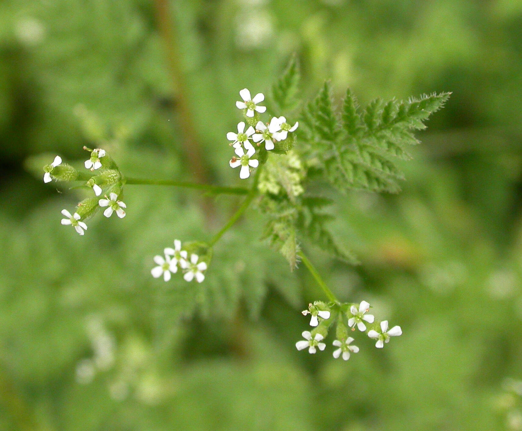 Imagem de Anthriscus caucalis M. Bieb.