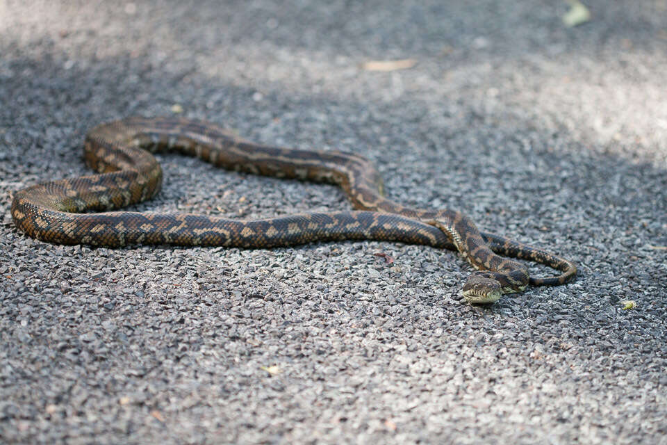 Image of Morelia spilota mcdowelli Wells & Wellington 1984