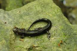 Image of Allegheny Mountain Dusky Salamander