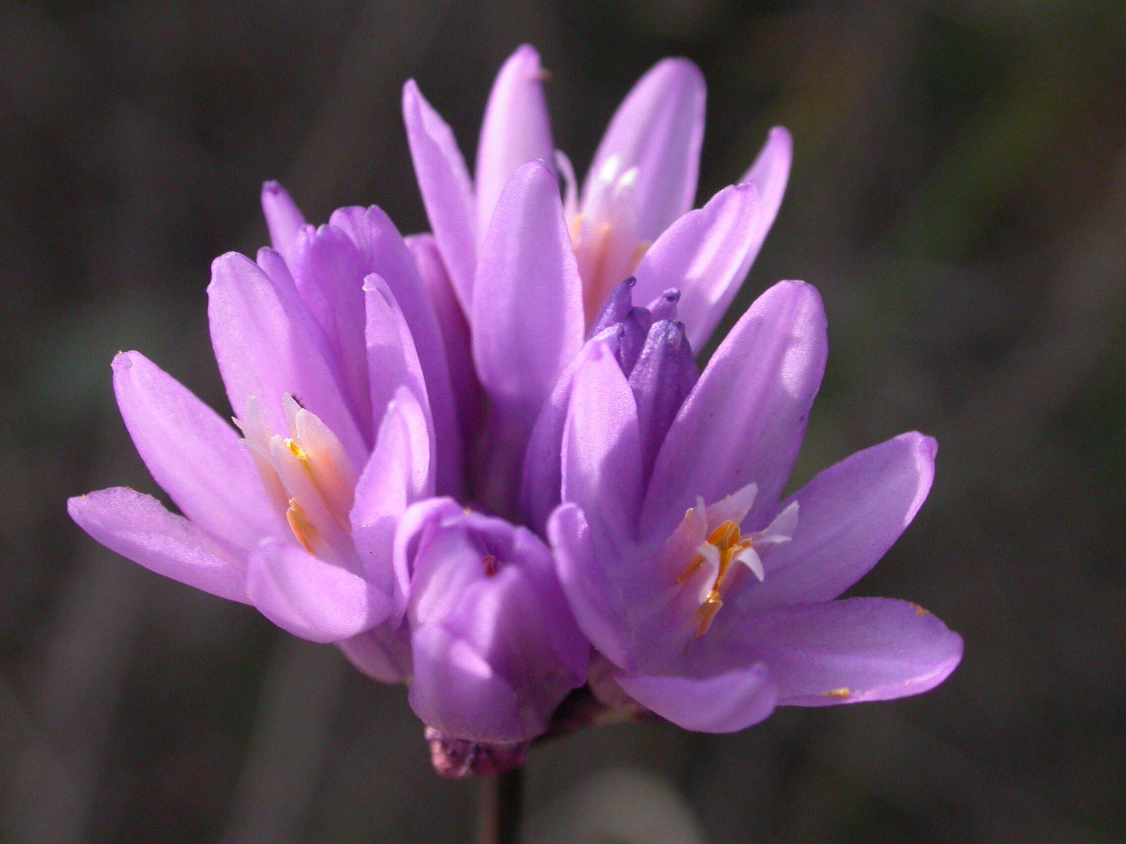 صورة Dichelostemma capitatum (Benth.) Alph. Wood