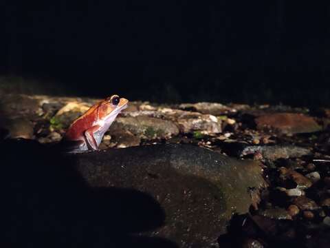 Image of Bicolored frog