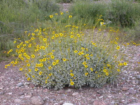 Sivun Encelia farinosa A. Gray ex Torr. kuva