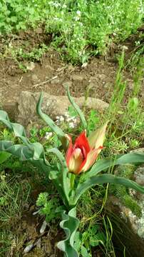 Tulipa agenensis Redouté的圖片