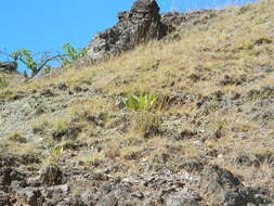 Image of Agave potatorum Zucc.