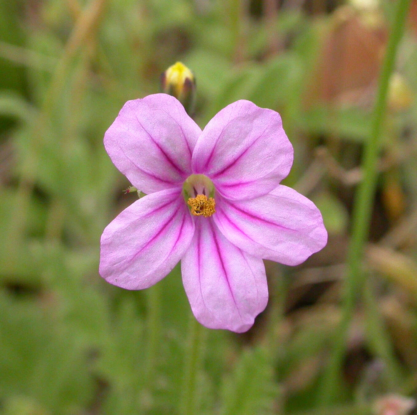 Imagem de Erodium botrys (Cav.) Bertol.