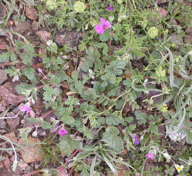 Imagem de Erodium botrys (Cav.) Bertol.