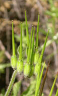 Imagem de Erodium botrys (Cav.) Bertol.