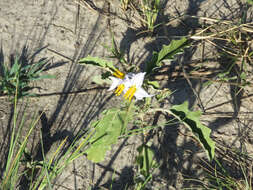 صورة Solanum juvenale Thell.