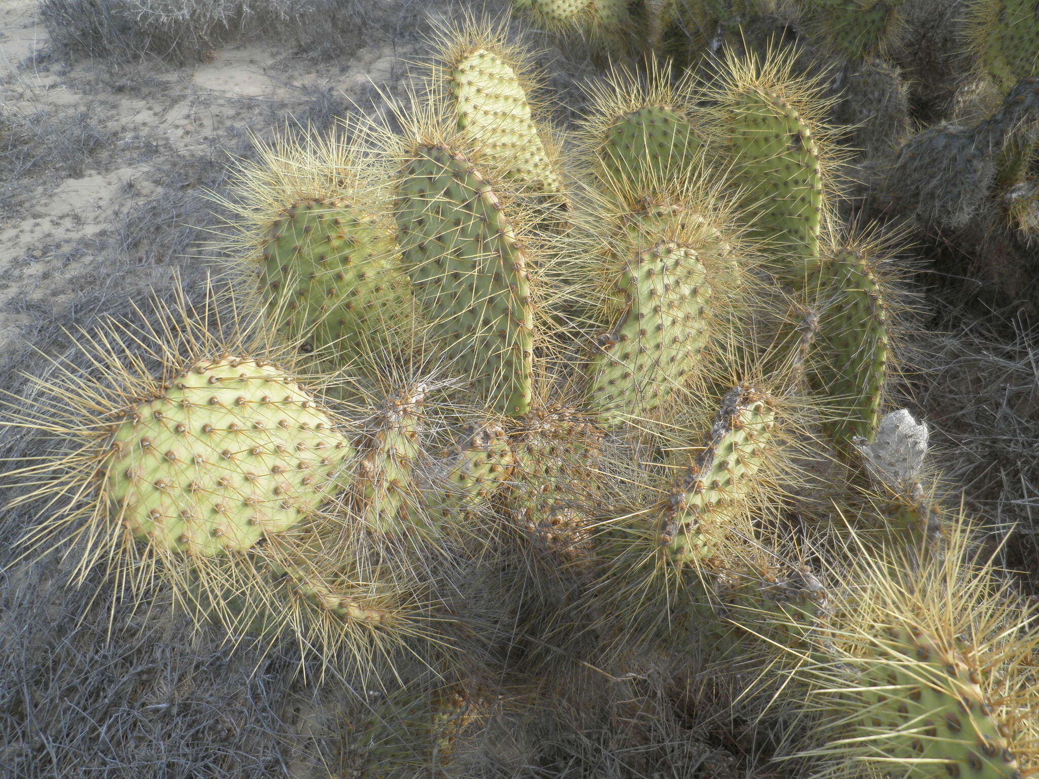 Opuntia comonduensis resmi