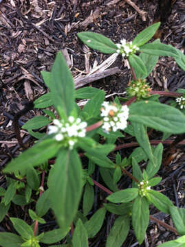 Image of Smooth False Buttonweed