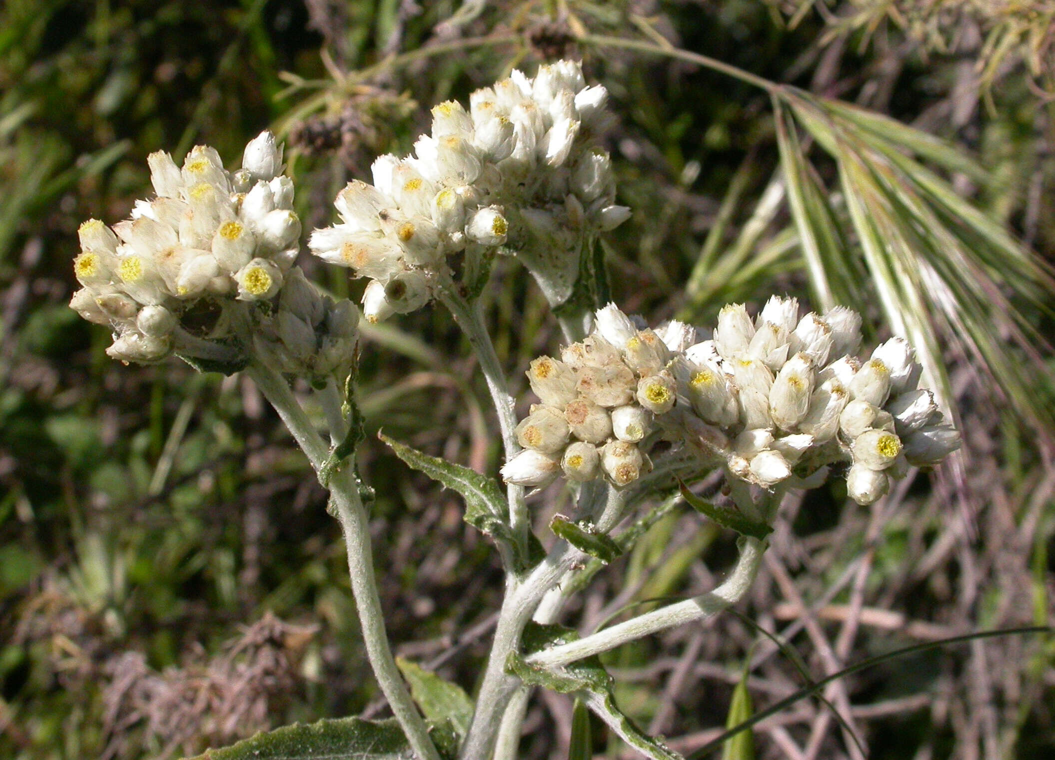 Image of ladies' tobacco