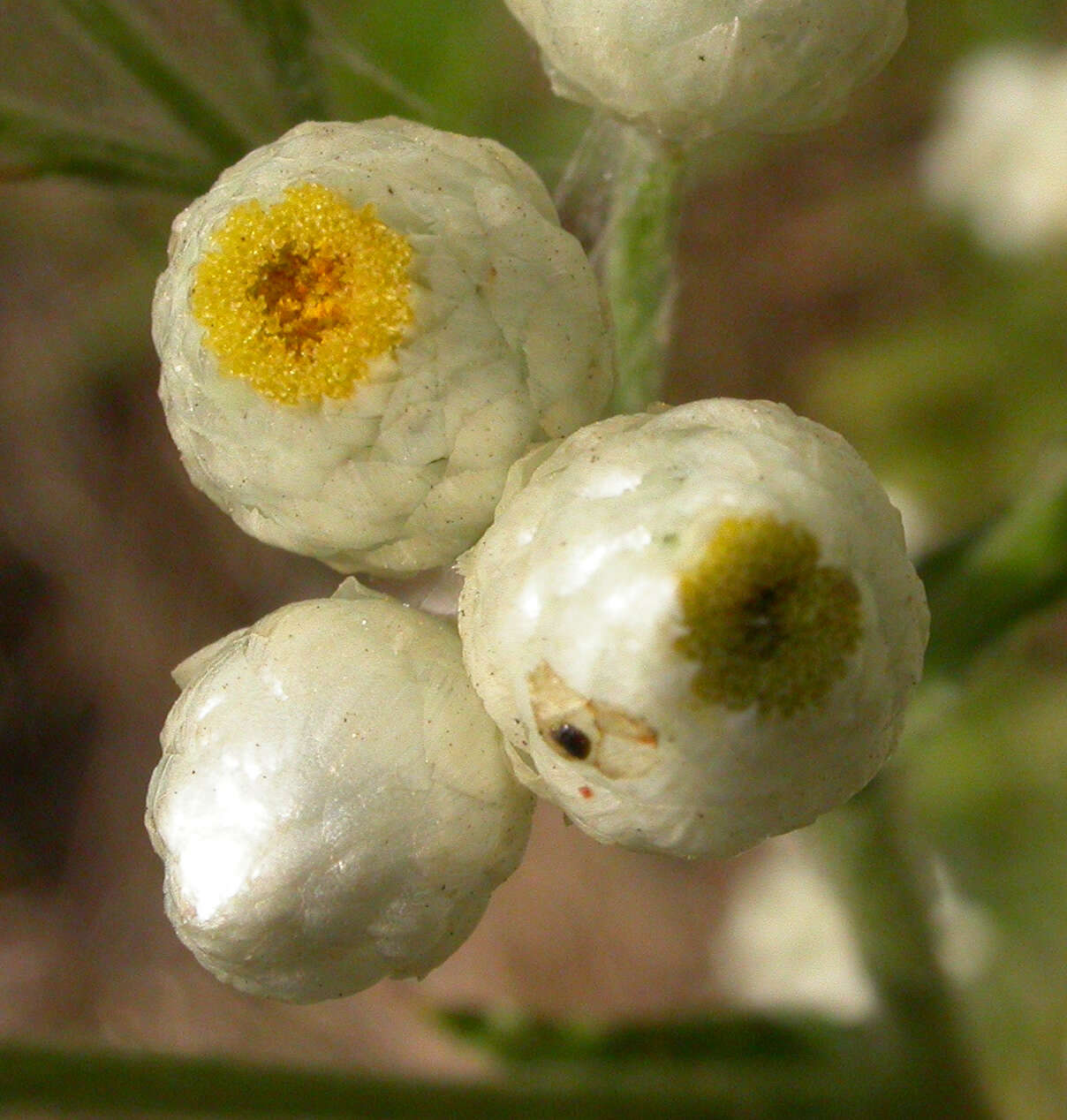 Image of ladies' tobacco