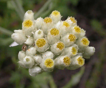 Image of ladies' tobacco