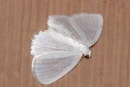 Image of White Spring Moth