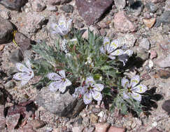 Image of Great Basin langloisia