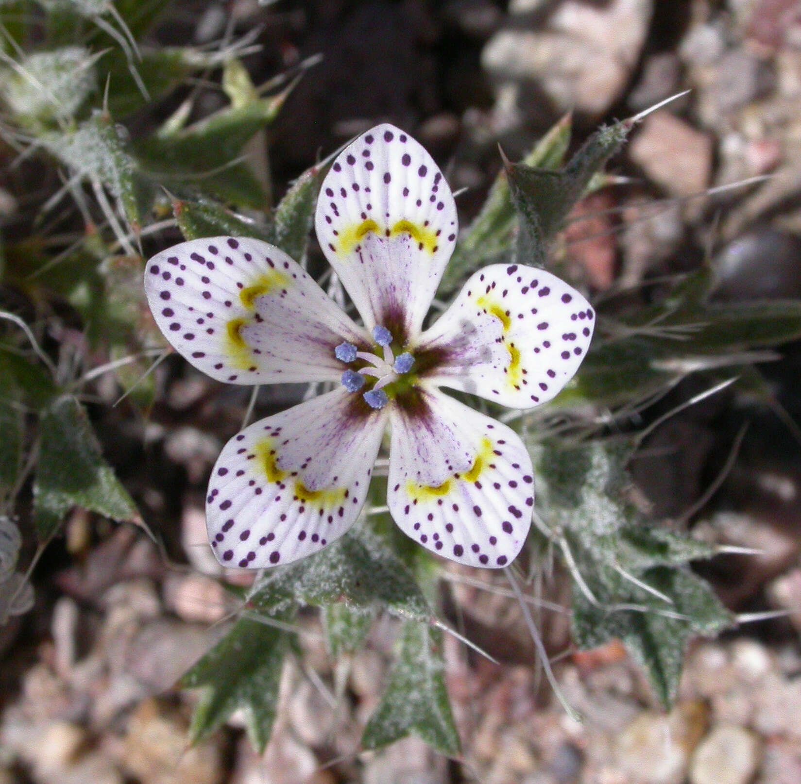 Image of Great Basin langloisia