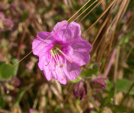 Image of desert wishbone-bush