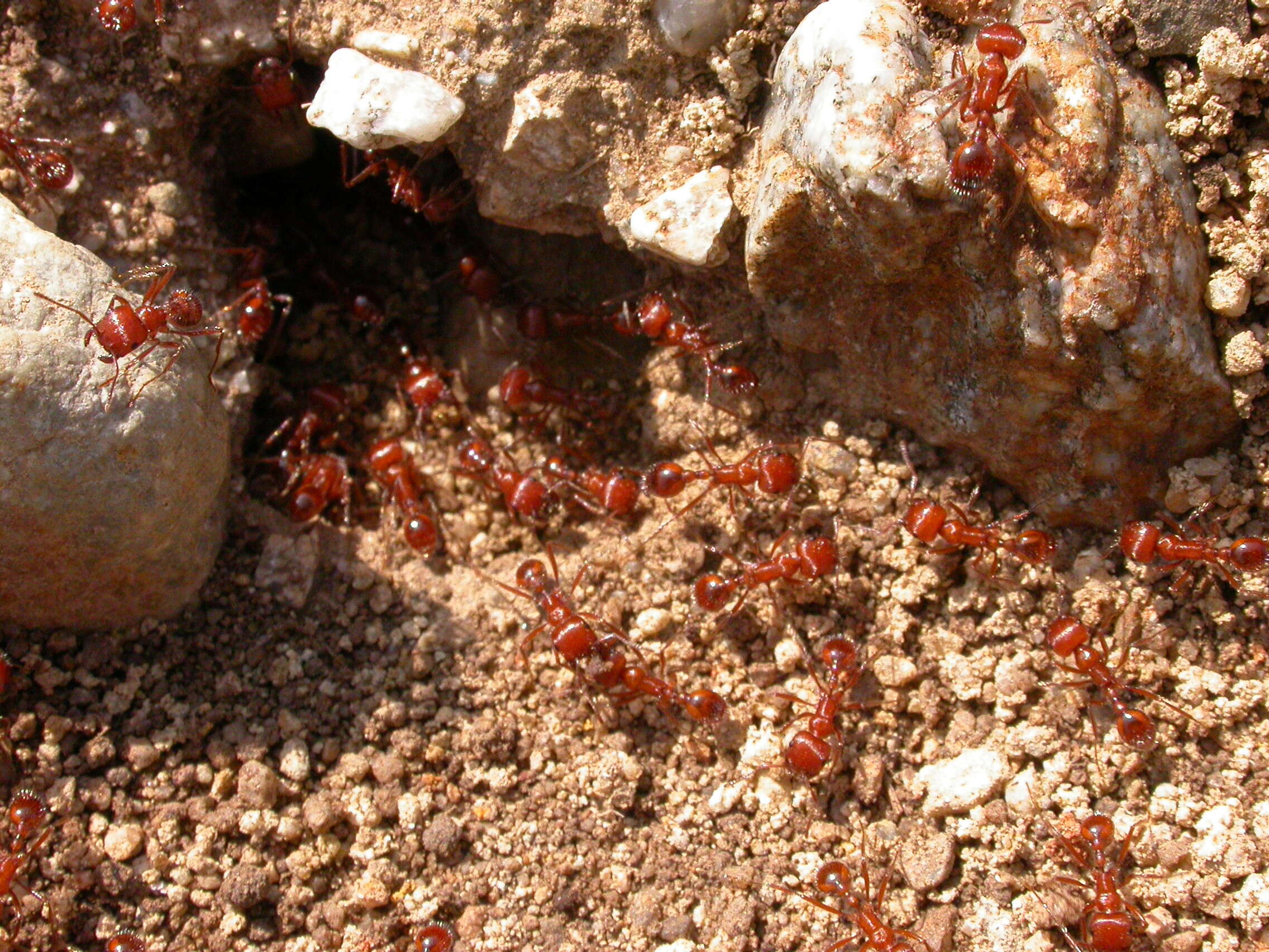 Image of California Harvester Ant