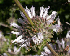 Image of black sage