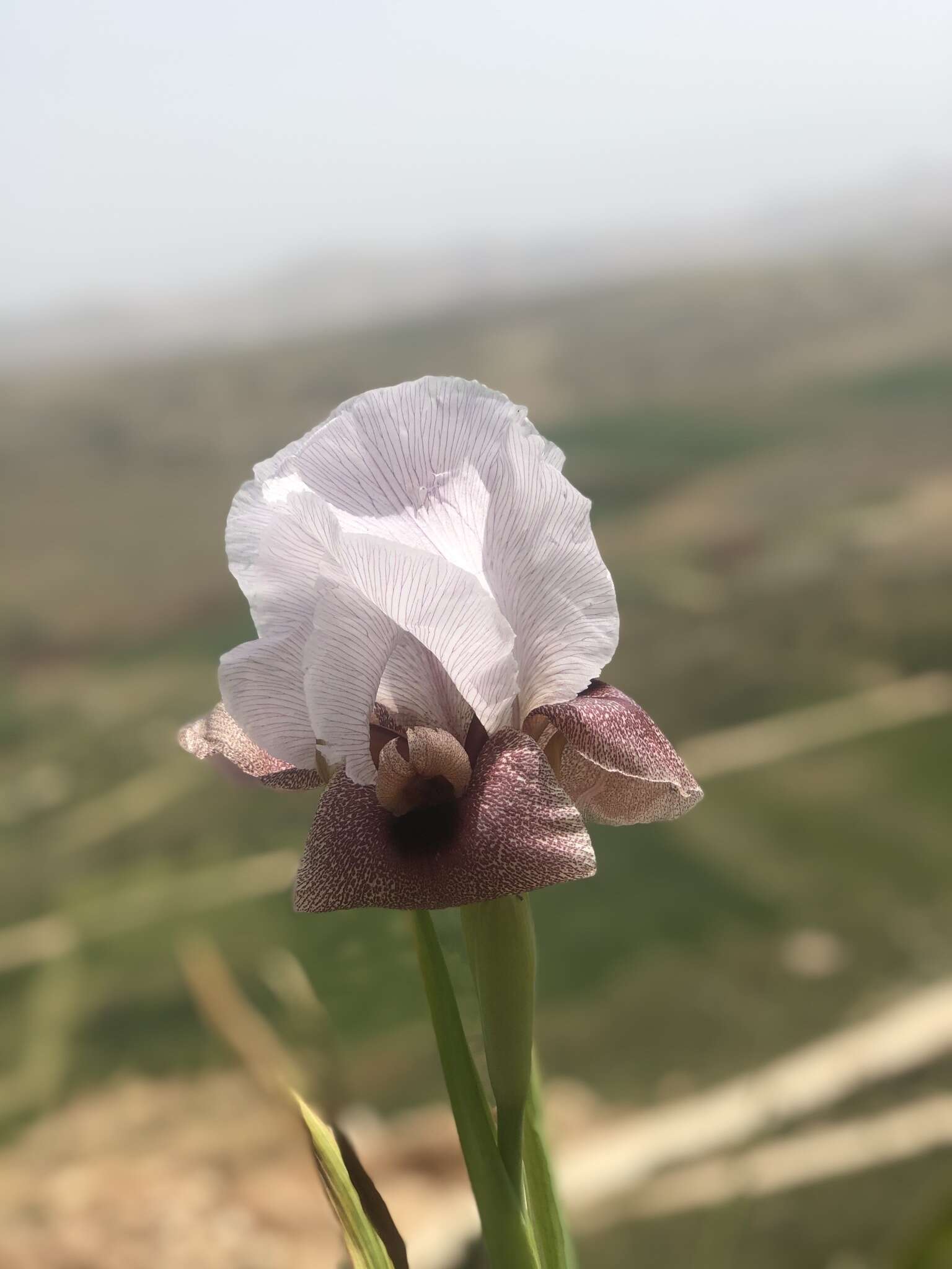 Image of Iris lortetii var. samariae (Dinsm.) Feinbrun