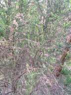 Image de Cassinia sifton Orchard