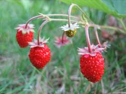 Image of woodland strawberry