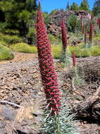 Image of Echium wildpretii H. H. W. Pearson ex Hook. fil.