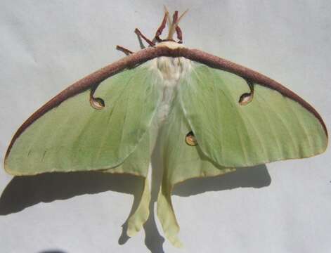 Image of Luna Moth