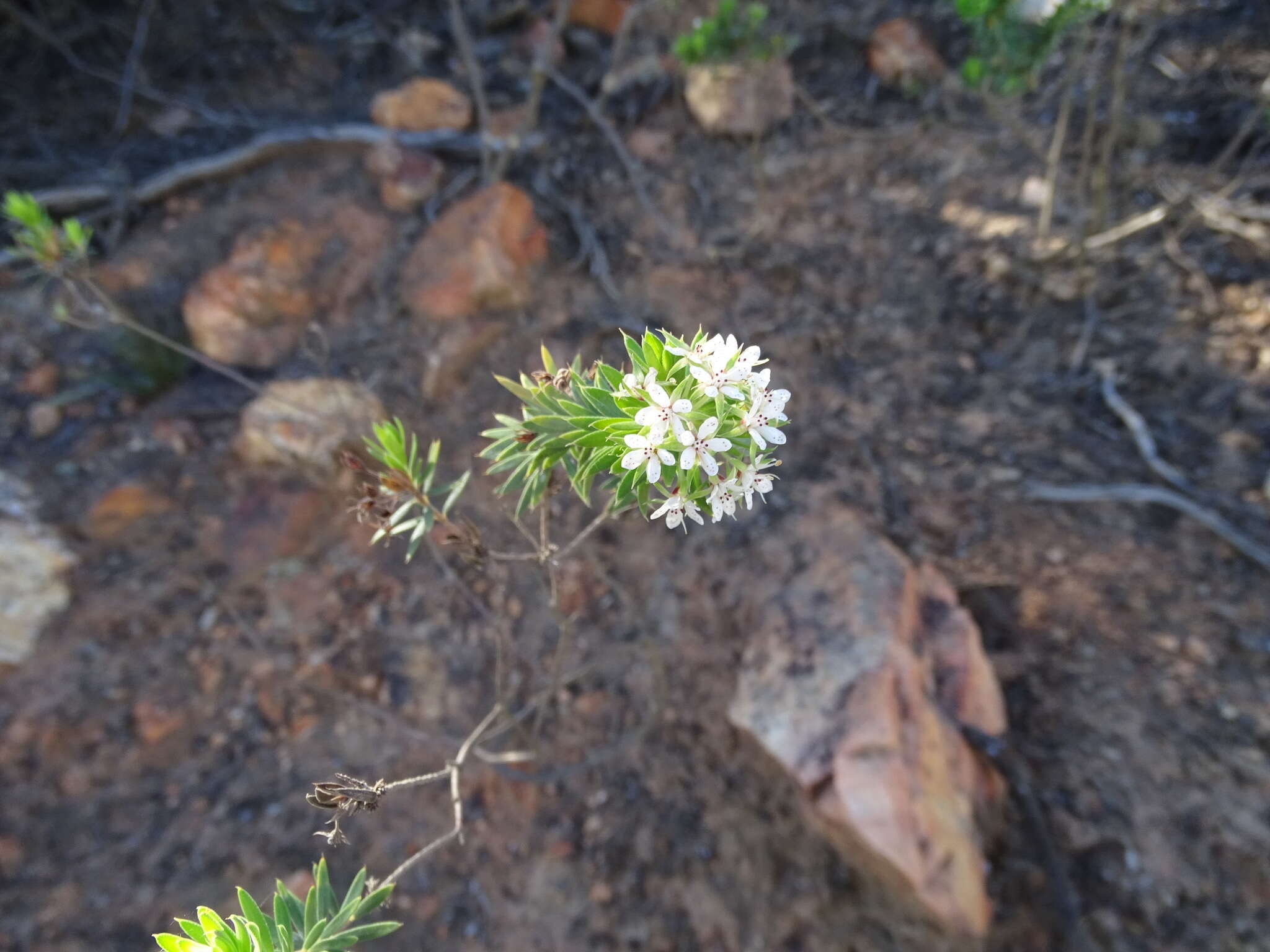 Image of Agathosma puberula (Steud.) Fourc.