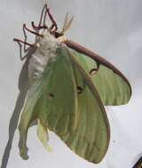Image of Luna Moth