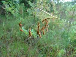 Scirpus pendulus Muhl. resmi