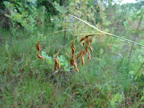 Image of rufous bulrush