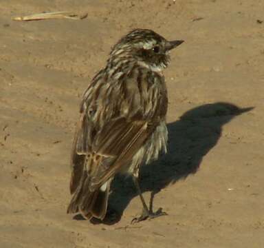 Image of Whinchat