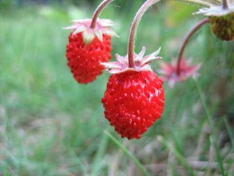 Image of woodland strawberry