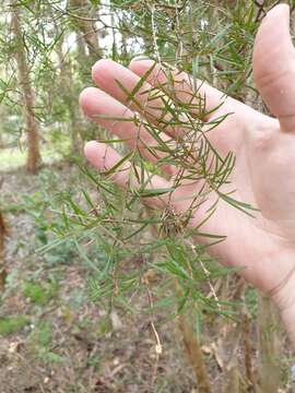 Image of cajeput tree