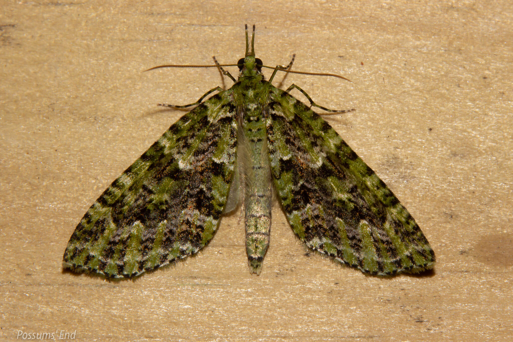 Image of kāmahi green spindle