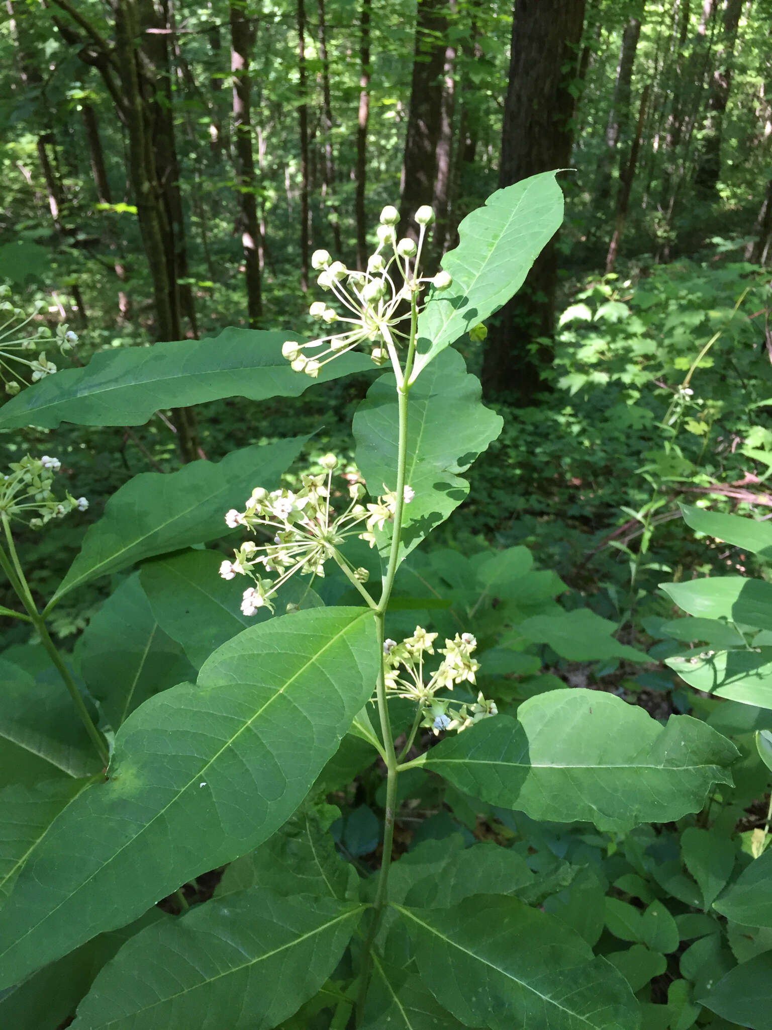 Image of poke milkweed