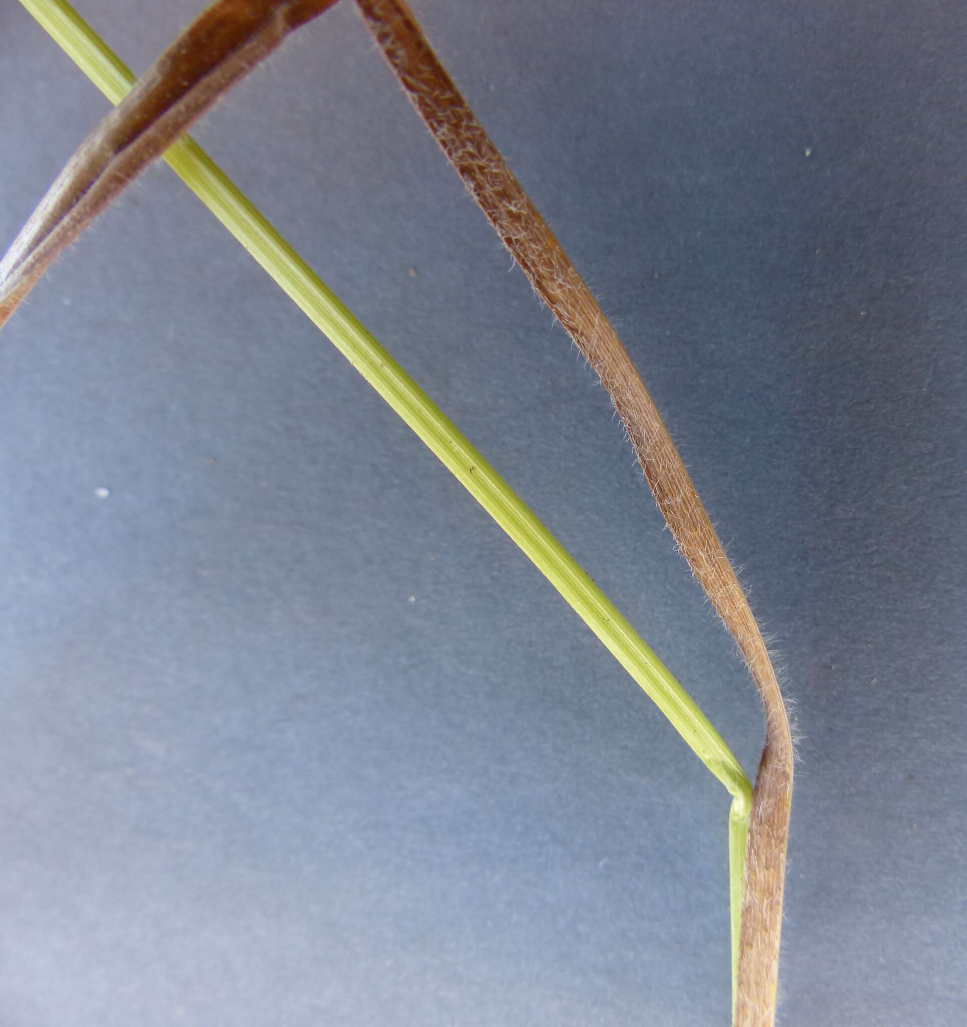 Image of fuzzy wuzzy sedge