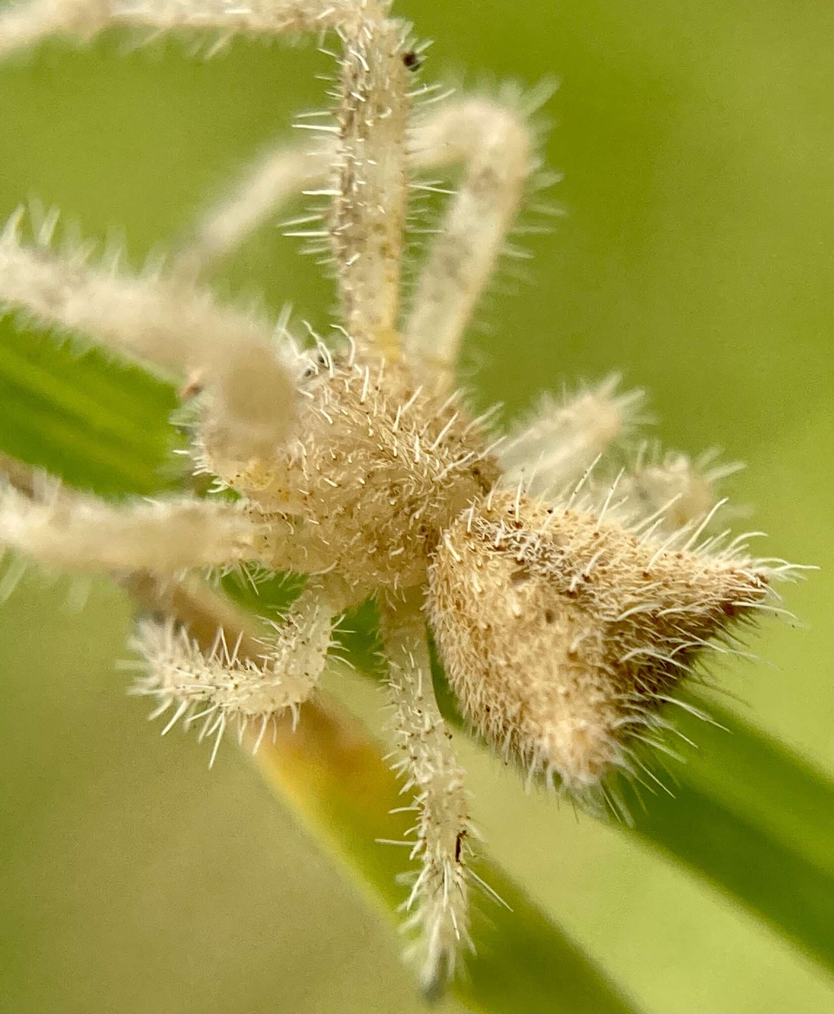 Sivun Sidymella hirsuta (L. Koch 1874) kuva