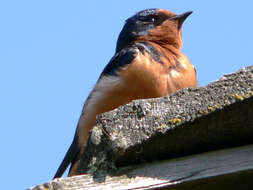 Image of Hirundo Linnaeus 1758