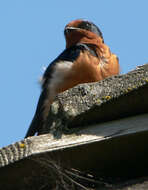 Image of Hirundo Linnaeus 1758