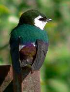 Image of Tachycineta Swallows