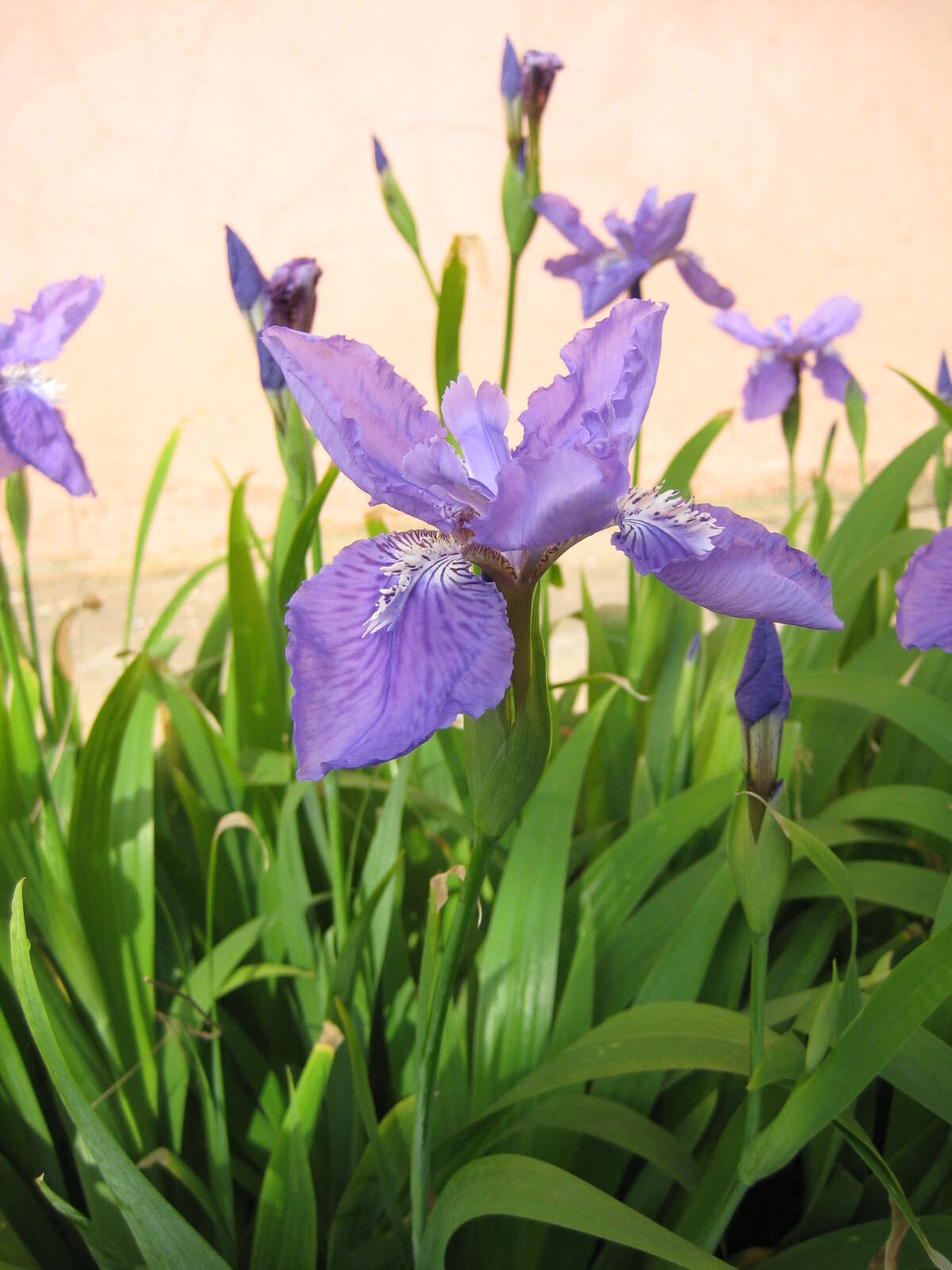 Image of wall iris