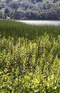 Image of Tufted Loosestrife