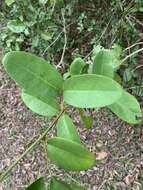 Imagem de Allocassine laurifolia (Harv.) N. Robson