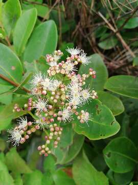 Image of Syzygium caryophyllatum (L.) Alston